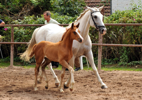 Trakehner Stutfohlen von Freudenfest u.d. Nadja II (Shagya Araber) v. Shaglavy , Zchter: 
Gnther Rode - Foto: Beate Langels