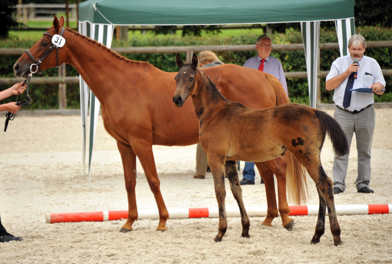 Hengstfohlen von Shavalou u.d. Waluna v. Uckermrker - Foto: Beate Langels