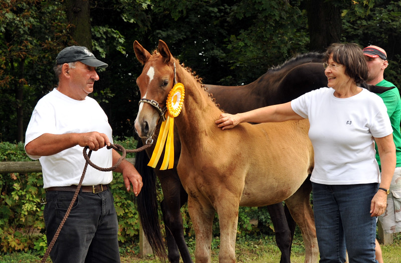 Hengstfohlen von Shavalou u.d. Polarnacht v. Uckermrker - Foto: Beate Langels