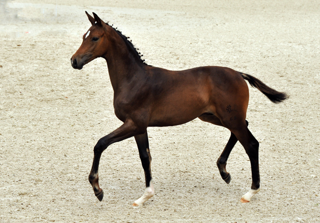 Hengstfohlen von Saint Cyr u.d. Brianna v. Maizauber - Foto: Beate Langels