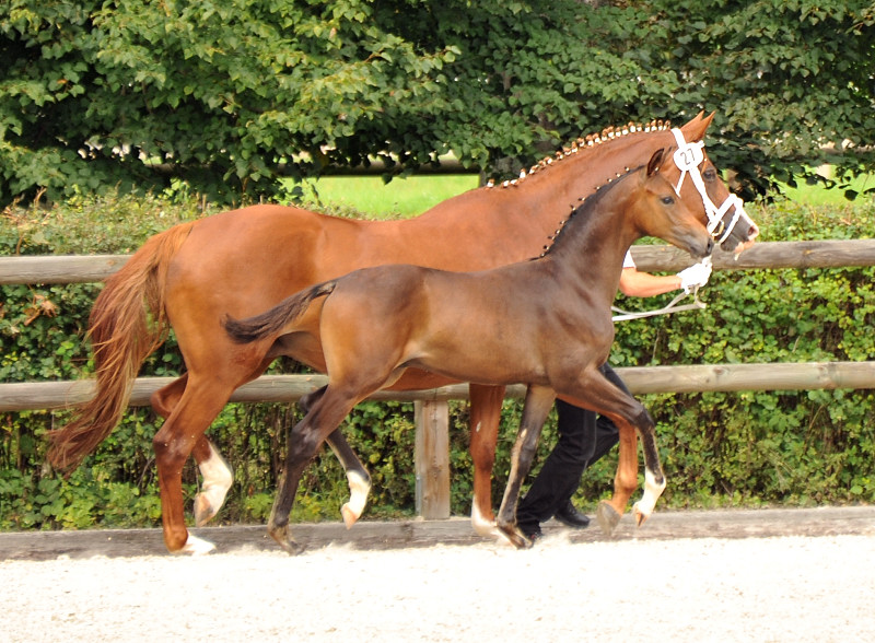 Hengstfohlen von Saint Cyr u.d. Brianna v. Maizauber - Foto: Beate Langels