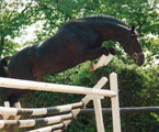 Kostolany von Enrico Caruso - Foto: Trakehner Gestt Hmelschenburg - Beate Langels