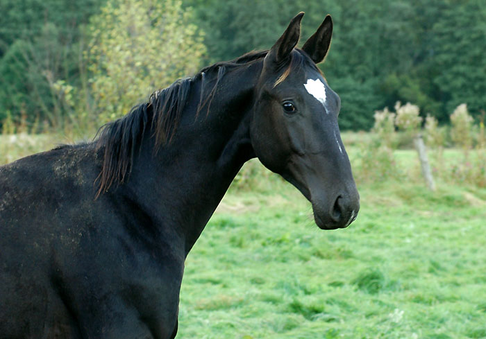 1 year old colt by Hofrat - Kostolany - Gestt Hmelschenburg