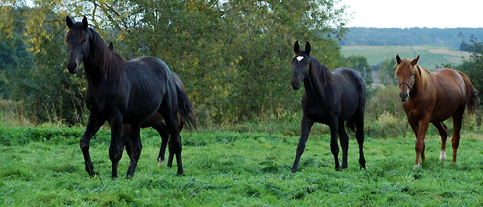 In der Hengstgruppe - am 3. Oktober 2008, Gestt Hmelschenburg