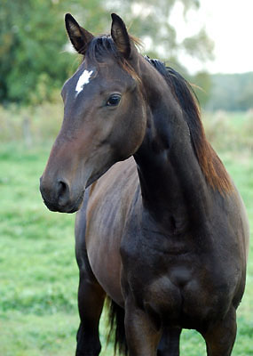 One year old colt by Shavalou - Enrico Caruso - Trakehner Gestt Hmelschenburg