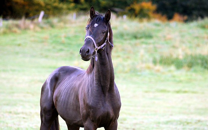 2year old Gelding by Exclusiv - Ravel - Trakehner Gestt Hmelschenburg