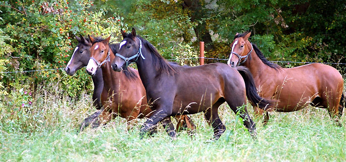 Trakehner Gestt Hmelschenburg