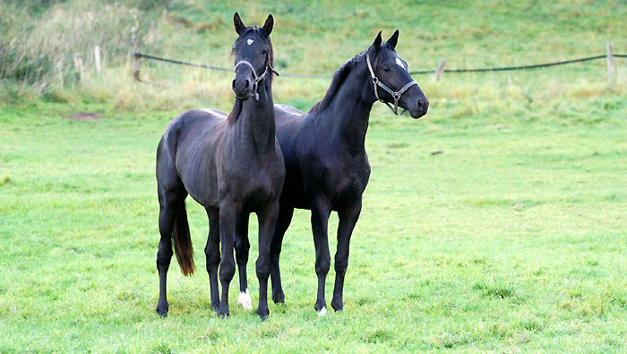 Trakehner Gestt Hmelschenburg