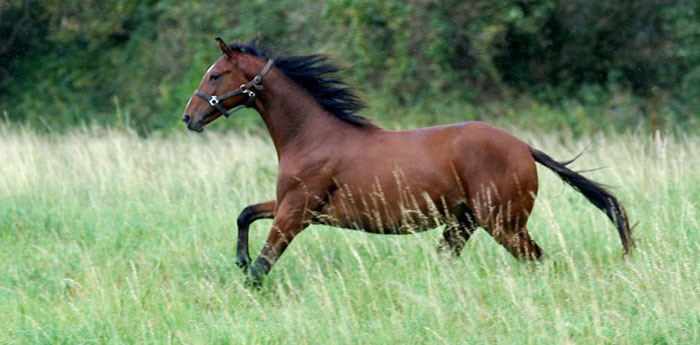 Hengstfohlen von Shavalou u.d. Guendalina v. Red Patrick xx