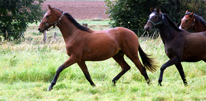 Trakehner Gestt Hmelschenburg