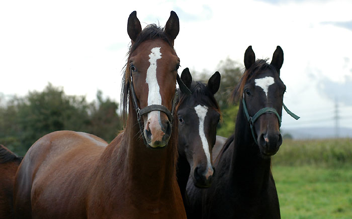 Jhrlingshengste von Shavalou, Kostolany und Freudenfest - Trakehner Gestt Hmelschenburg