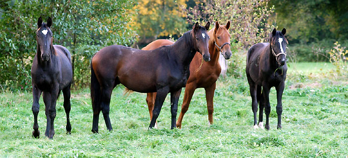 als Jhrling auf der Hengstweide - Trakehner Gestt Hmelschenburg