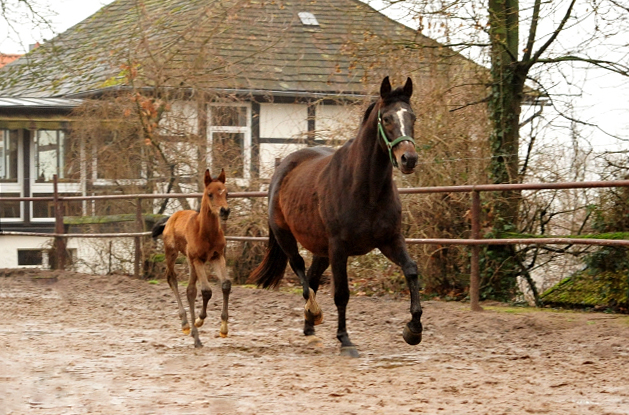 wenige Tage alt: Trakehner Hengstfohlen von Freudenfest u.d. Pr.,StPr.u. Elitestute Schwalbenfeder v. Summertime
 - Foto Johanna Kraus - Beate Langels Gestt Hmelschenburg