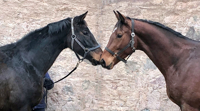 Val d'Isere und ihr 3jhriger Vollbruder - am 31.01.2022 in Hmelschenburg  - Foto: Beate Langels - Trakehner Gestt Hmelschenburg