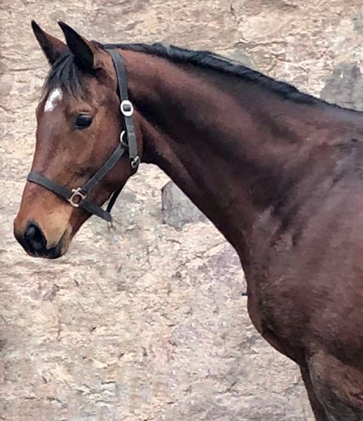 Val d'Isere und ihr 3jhriger Vollbruder - am 31.01.2022 in Hmelschenburg  - Foto: Beate Langels - Trakehner Gestt Hmelschenburg