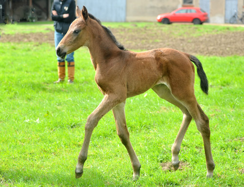 3 Tage alt: Trakehner Stutfohlen von Saint Cyr - Buddenbrock, Foto: Beate Langels, Trakehner Gestt Hmelschenburg