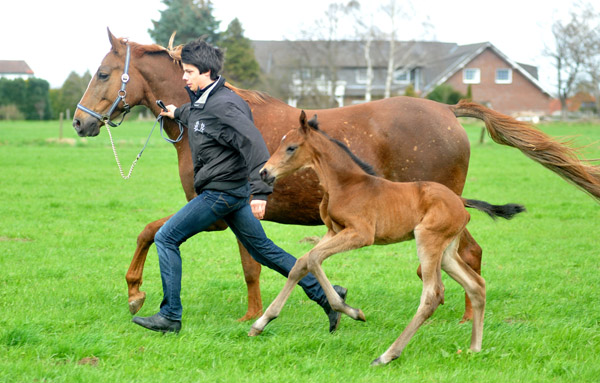 3 Tage alt: Trakehner Stutfohlen von Saint Cyr - Buddenbrock, Foto: Beate Langels, Trakehner Gestt Hmelschenburg