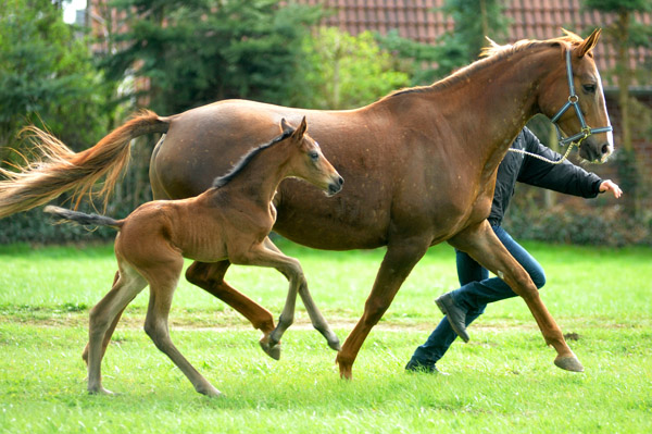 3 Tage alt: Trakehner Stutfohlen von Saint Cyr - Buddenbrock, Foto: Beate Langels, Trakehner Gestt Hmelschenburg