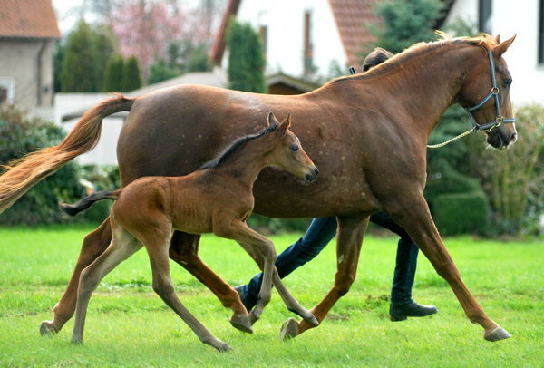 3 Tage alt: Trakehner Stutfohlen von Saint Cyr - Buddenbrock, Foto: Beate Langels, Trakehner Gestt Hmelschenburg