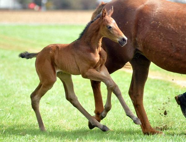 3 Tage alt: Trakehner Stutfohlen von Saint Cyr - Buddenbrock, Foto: Beate Langels, Trakehner Gestt Hmelschenburg