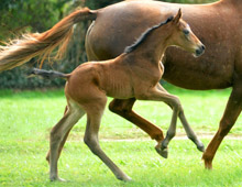 3 Tage alt - Stutfohlen von Saint Cyr x Buddenbrock