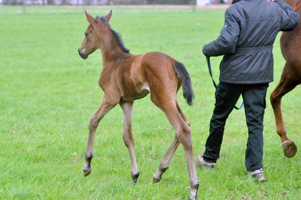 3 Tage alt: Trakehner Stutfohlen von Saint Cyr - Buddenbrock, Foto: Beate Langels, Trakehner Gestt Hmelschenburg