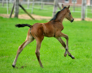 3 Tage alt: Trakehner Stutfohlen von Saint Cyr - Buddenbrock, Foto: Beate Langels, Trakehner Gestt Hmelschenburg