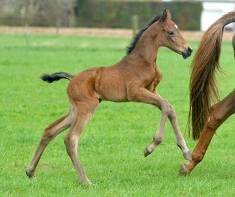 3 Tage alt: Trakehner Stutfohlen von Saint Cyr - Buddenbrock, Foto: Beate Langels, Trakehner Gestt Hmelschenburg