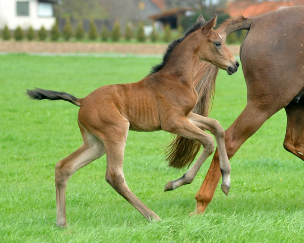 3 Tage alt: Trakehner Stutfohlen von Saint Cyr - Buddenbrock, Foto: Beate Langels, Trakehner Gestt Hmelschenburg