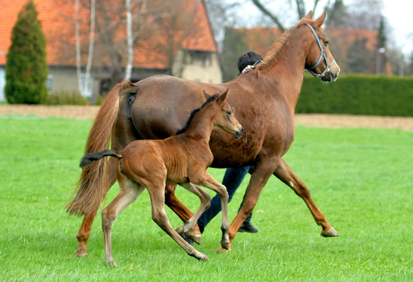 3 Tage alt: Trakehner Stutfohlen von Saint Cyr - Buddenbrock, Foto: Beate Langels, Trakehner Gestt Hmelschenburg