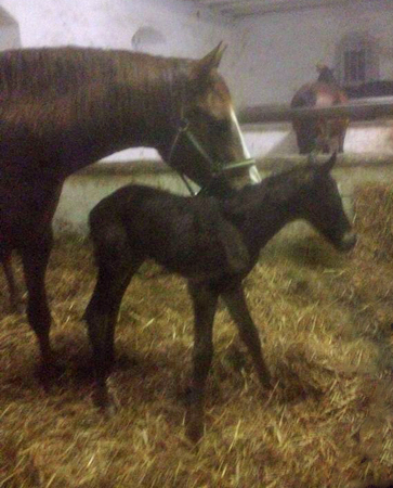 Ein erster Stehversuch: Hengstfohlen von Oliver Twist u.d. Pr. u. StPrSt. Klassic v. Freudenfest u.d. Elitestute Kassuben v. Enrico Caruso - Gestt Hmelschenburg - Beate Langels