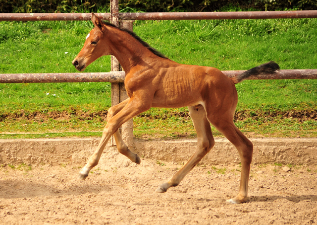 Stutfohlen von High Motion u.d. Schwalbenlicht v. Imperio - Trakehner Gestt Hmelschenburg - Beate Langels