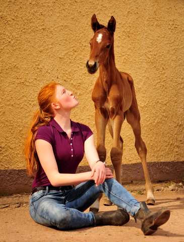 Hengstfohlen von High Motion u.d. Pr.St. Karida v. Oliver Twist - Trakehner Gestt Hmelschenburg - Beate Langels