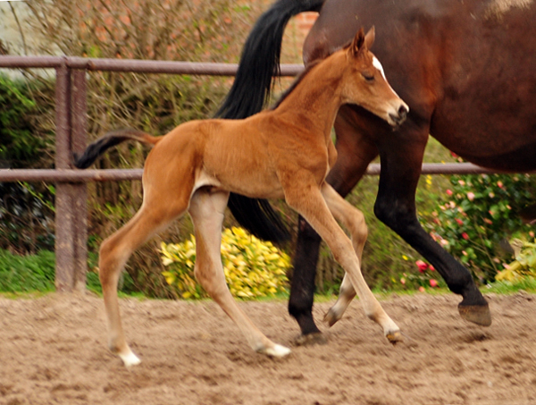 Trakehner Filly vy High Motion  out of Schwalbenlicht by Imperio - Trakehner Gestt Hmelschenburg - Foto: Beate Langels