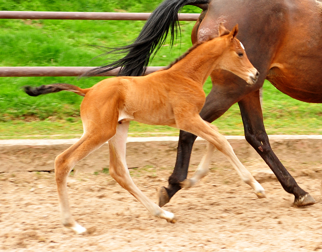 Trakehner Filly vy High Motion  out of Schwalbenlicht by Imperio  - Trakehner Gestt Hmelschenburg - Foto: Beate Langels