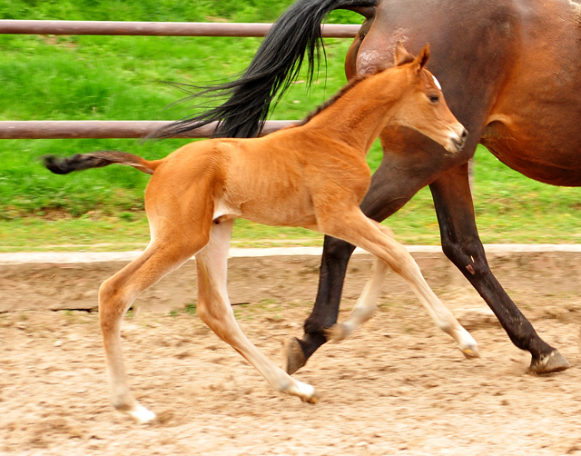 Stutfohlen v. High Motion x Imperio - Trakehner Gestt Hmelschenburg - Foto: Beate Langels