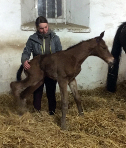 Trakehner Filly vy High Motion  out of Schwalbenlicht by Imperio - Trakehner Gestt Hmelschenburg - Foto: Beate Langels