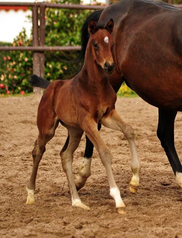 Oldenburger Stutfohlen von Sir Donnerhall I u.d. Schwalbendiva v. Totilas - 20.03.2019
 - Trakehner Gestt Hmelschenburg - Beate Langels