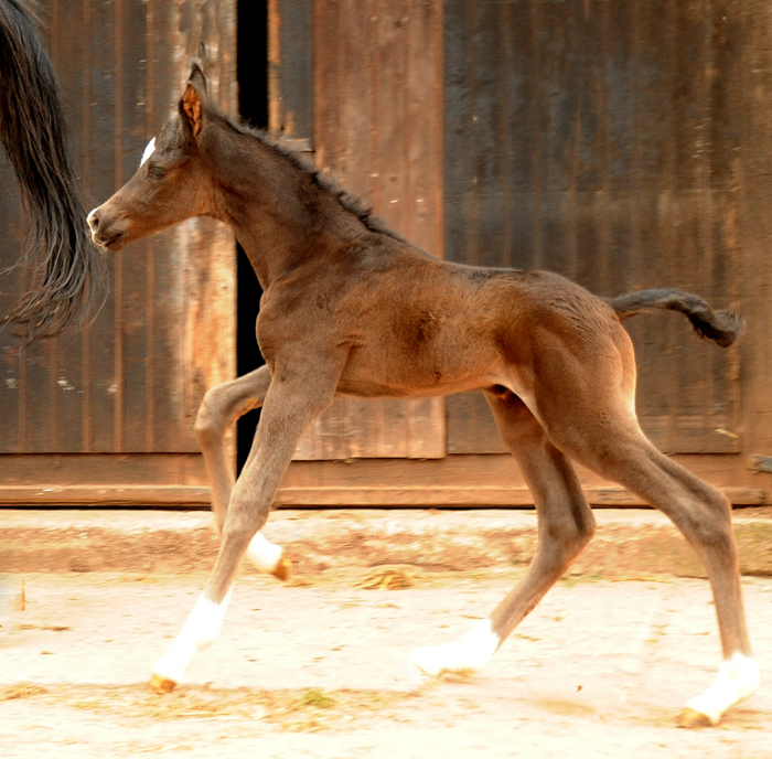 Hengstfohlen von Saint Cyr x Touch my Heart - Trakehner Gestt Hmelschenburg - 
Foto: Beate Langels