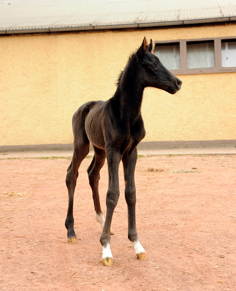 31.03.2022 - Trakehner Gestt Hmelschenburg - 
Foto: Beate Langels