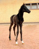 Oldenburger Filly by Frst Magic out of
Schwalbendiva by Totilas - Gestt Hmelschenburg - Beate Langels