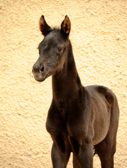 Schwalbe's Magic - Oldenburger Filly by Frst Magic out of
Schwalbendiva by Totilas - Gestt Hmelschenburg - Beate Langels