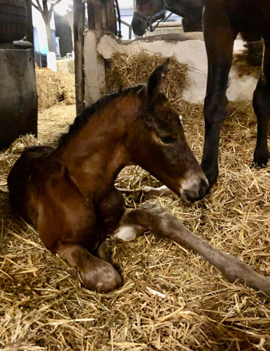 Hengstfohlen von Schplitzer x Imperio - Trakehner Gestt Hmelschenburg - Foto: Beate Langels - 
Trakehner Gestt Hmelschenburg