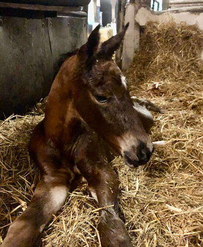 Hengstfohlen von Schplitzer x Imperio - Trakehner Gestt Hmelschenburg - Foto: Beate Langels - 
Trakehner Gestt Hmelschenburg