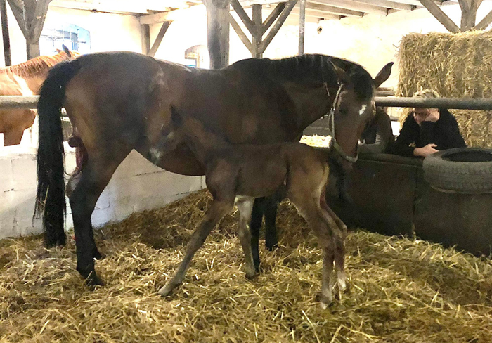 Hengstfohlen von Schplitzer x Imperio - Trakehner Gestt Hmelschenburg - Foto: Beate Langels - 
Trakehner Gestt Hmelschenburg