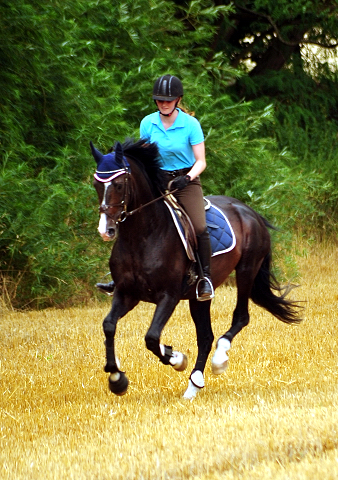 Shavalou 31. Juli im Trakehner Gestt Hmelschenburg - 
copyright by Beate Langels