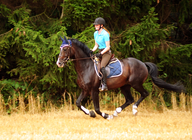 Shavalou Ende Juli im Trakehner Gestt Hmelschenburg - 
copyright by Beate Langels