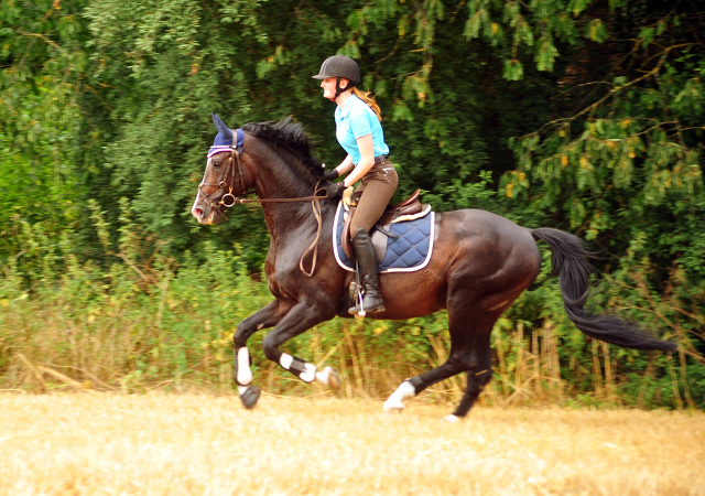 Shavalou Ende Juli im Trakehner Gestt Hmelschenburg - 
copyright by Beate Langels