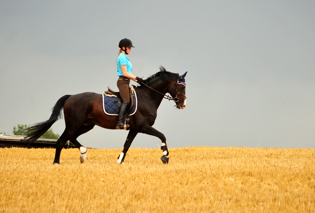 Shavalou Ende Juli im Trakehner Gestt Hmelschenburg - 
copyright by Beate Langels