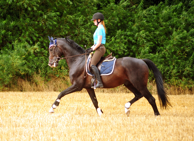 Shavalou - Ende Juli im Trakehner Gestt Hmelschenburg - 
copyright by Beate Langels